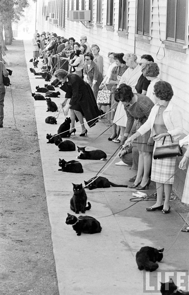 CuriosMuseum's tweet photo. Black Cat Auditions in Hollywood (1961). https://t.co/hc2fvrLoXM