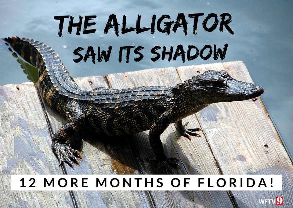 mrweathermanonx's tweet photo. How Groundhog Day is celebrated in Florida!🌴🐊 (tomorrow) https://t.co/jeICfIM45c
