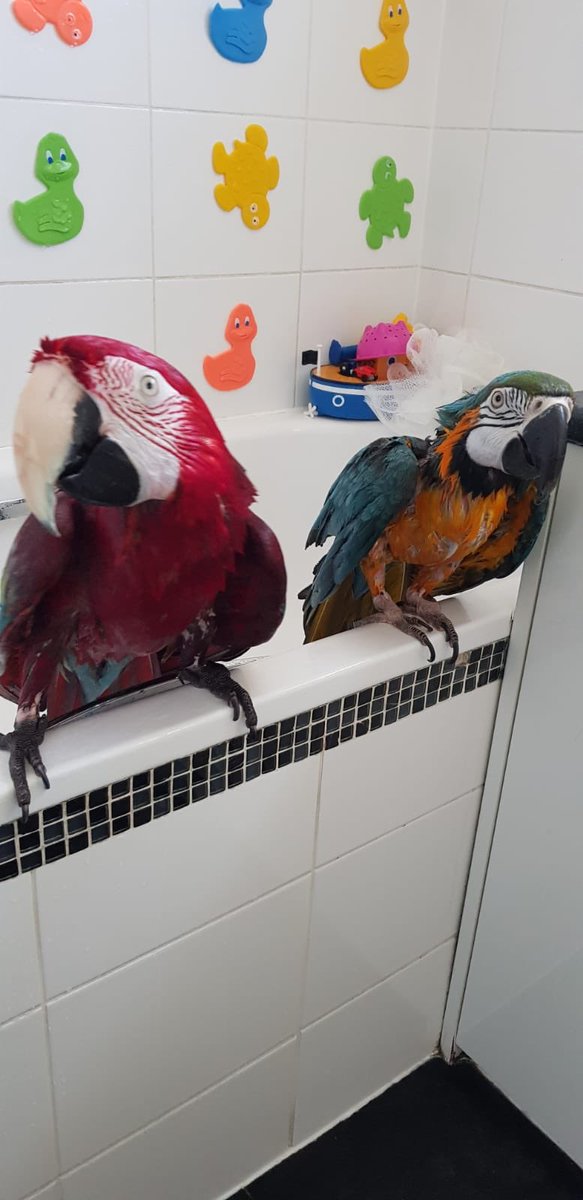 performing_pets's tweet photo. Bath time 🛁 https://t.co/vMmYTcWNwU