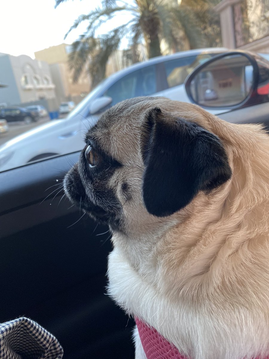 hqmvs's tweet photo. sultana's day out https://t.co/O5LVn2OQlE