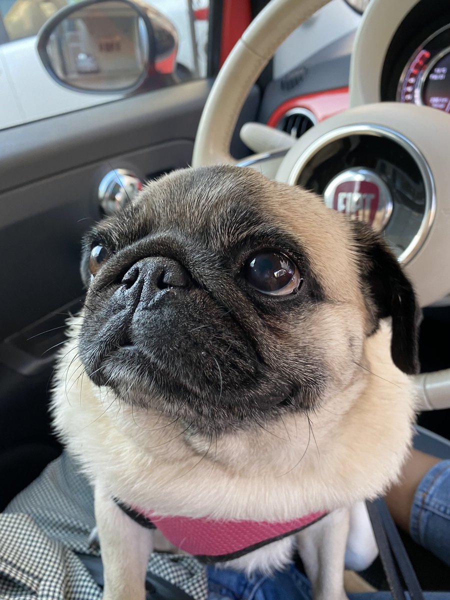 hqmvs's tweet photo. sultana's day out https://t.co/O5LVn2OQlE