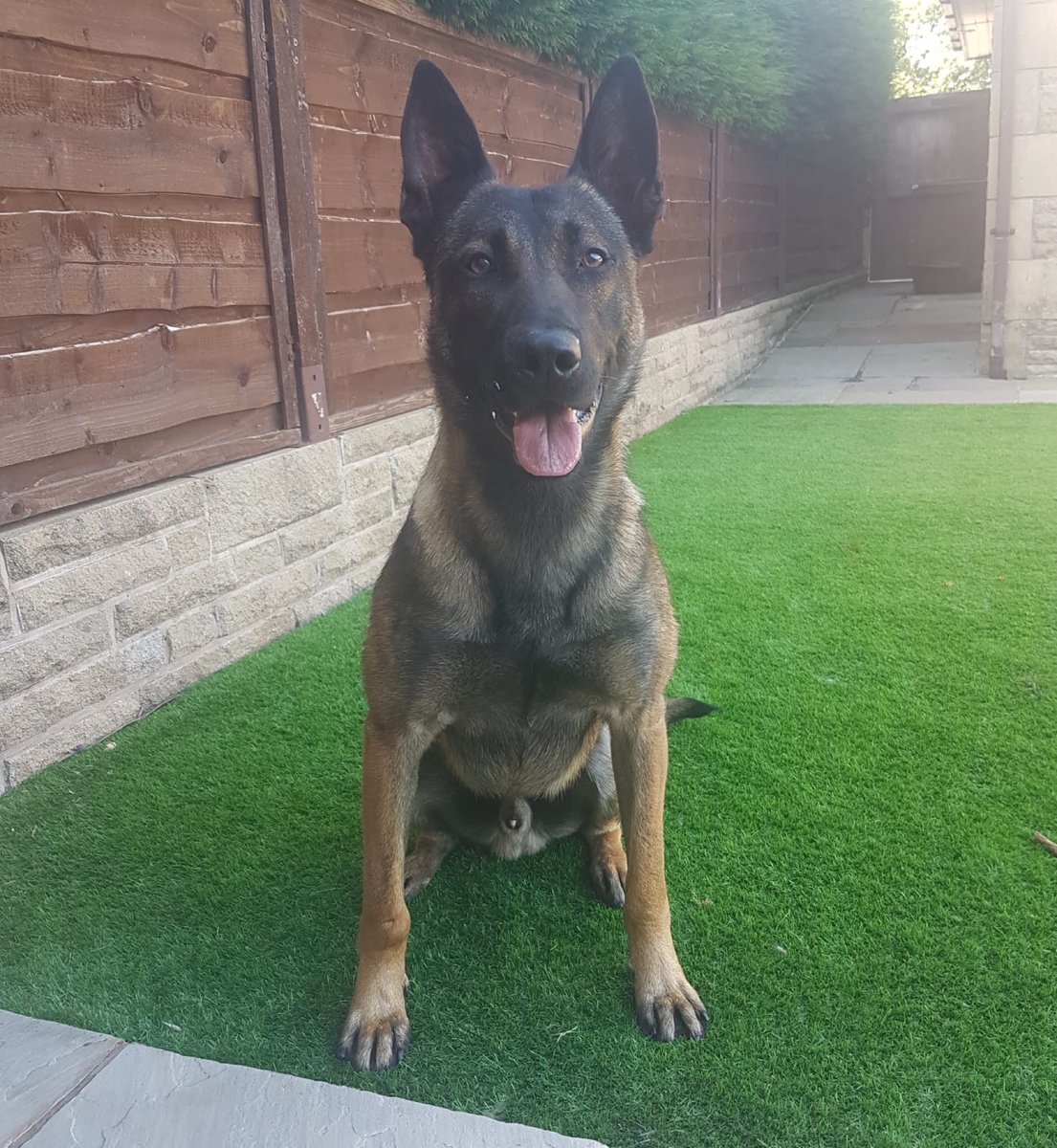 LancsPolDogUnit's tweet photo. Last night a van failed to stop in Burnley and was pursued by one of our dog teams. The vehicle was caused to stop and the driver was detained by #burnleypolice. The other 2 occupants were detained a short distance away by PD Viper. Great team effort. #T5Dogs https://t.co/4pMCjTwlK4
