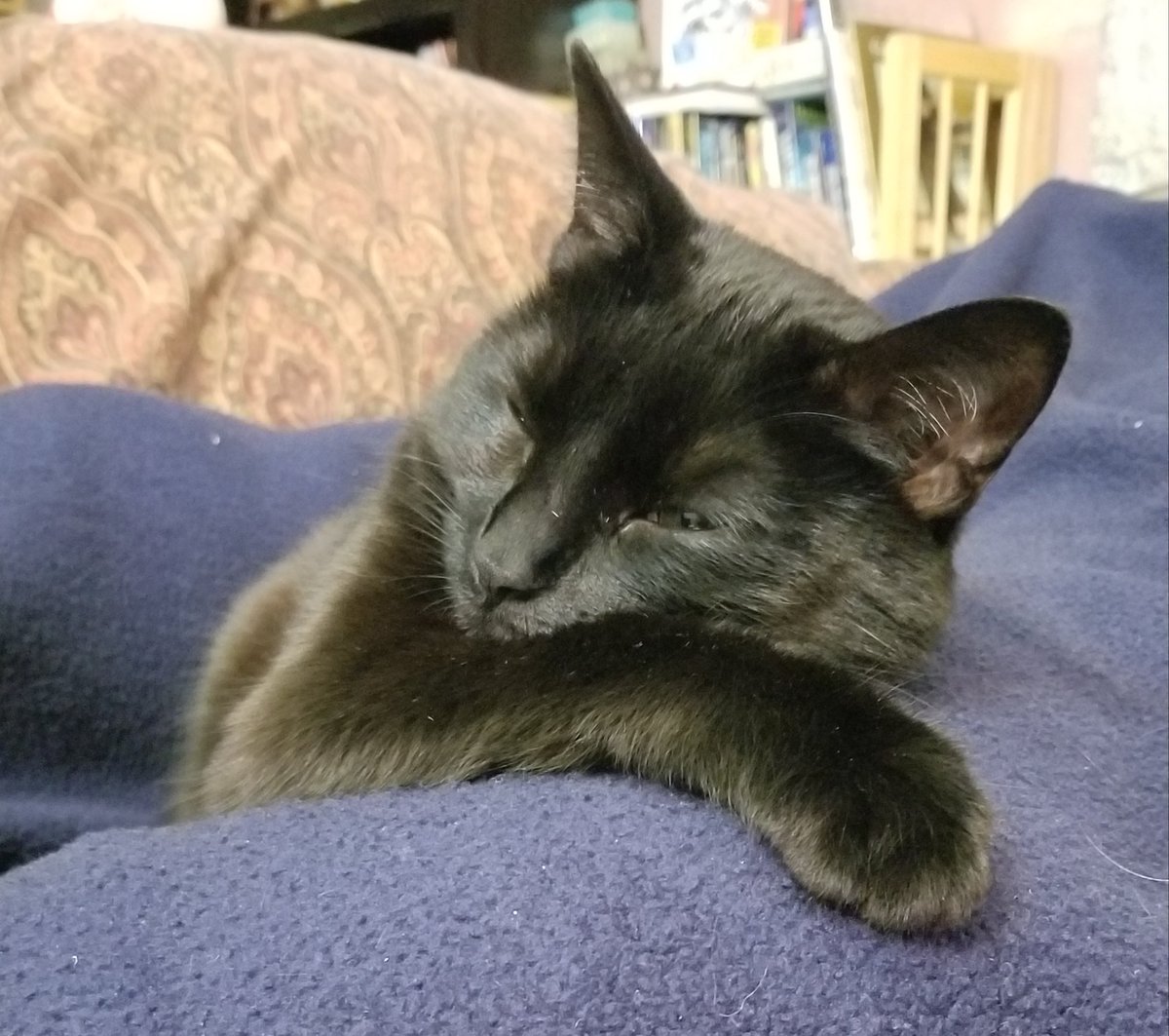 vintagepix's tweet photo. For your #Caturday morning entertainment: we had a wild Friday night taking photos of @yourevilcats while watching British celebrity quiz shows. #CatsOfTwitter #BlackCat #SpoiledCat https://t.co/i8lmZzCyGN