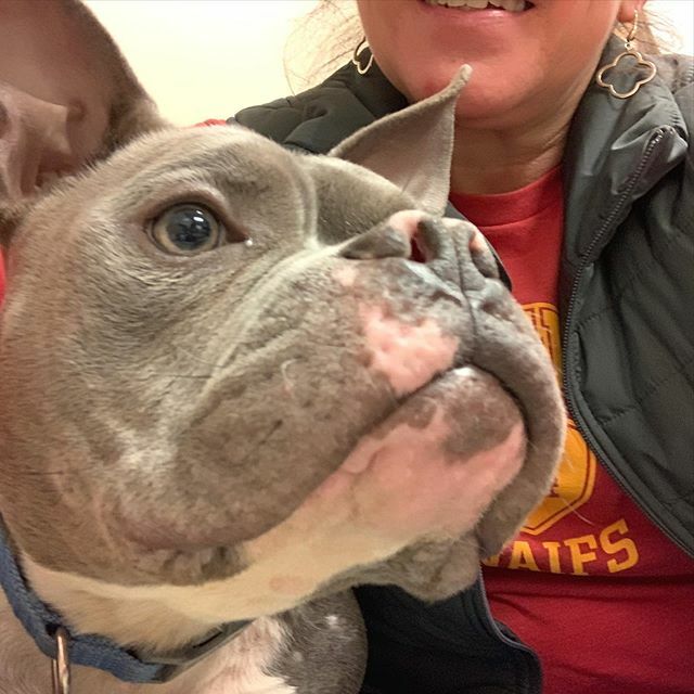 sarcasticdawg's tweet photo. Meet Henry aka Hank aka The Hankster! This sweet boy was my #officefoster yesterday.
.
.
After being abandoned with another dog on the shelter’s property, emaciated and with urine scalding and other cuts and sores, this boy is making an incredible recove… https://t.co/bPXKT4cNBS https://t.co/Myern24dj4