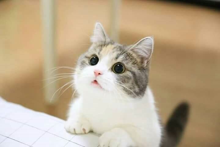 abim_avn's tweet photo. Tikus 🤣 https://t.co/ToiYrb1tNy