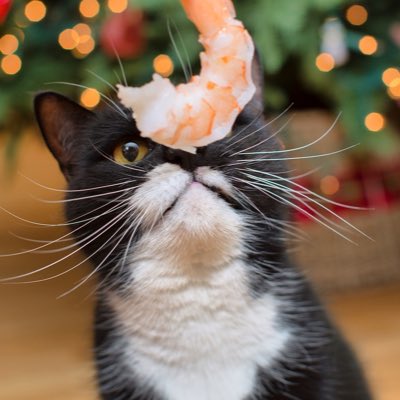 RidleyTheTuxedo's tweet photo. #NewProfilePic https://t.co/QGWq5au9uD