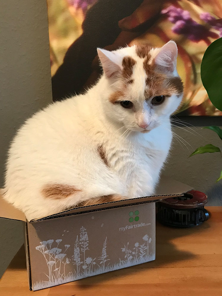 fjonka2's tweet photo. Sus-Kater hat nun ein Jahr strenge Diät hinter sich.

Ausgangsgewicht (01.02.2019): 
10,5 kg

Aktueller Stand: 
7,1 kg 

Damit hat mein Sus-Kater innerhalb eines Jahres 3,4 kg abgenommen. 

#SusKaterAufDiät https://t.co/fCk5HgJy4g