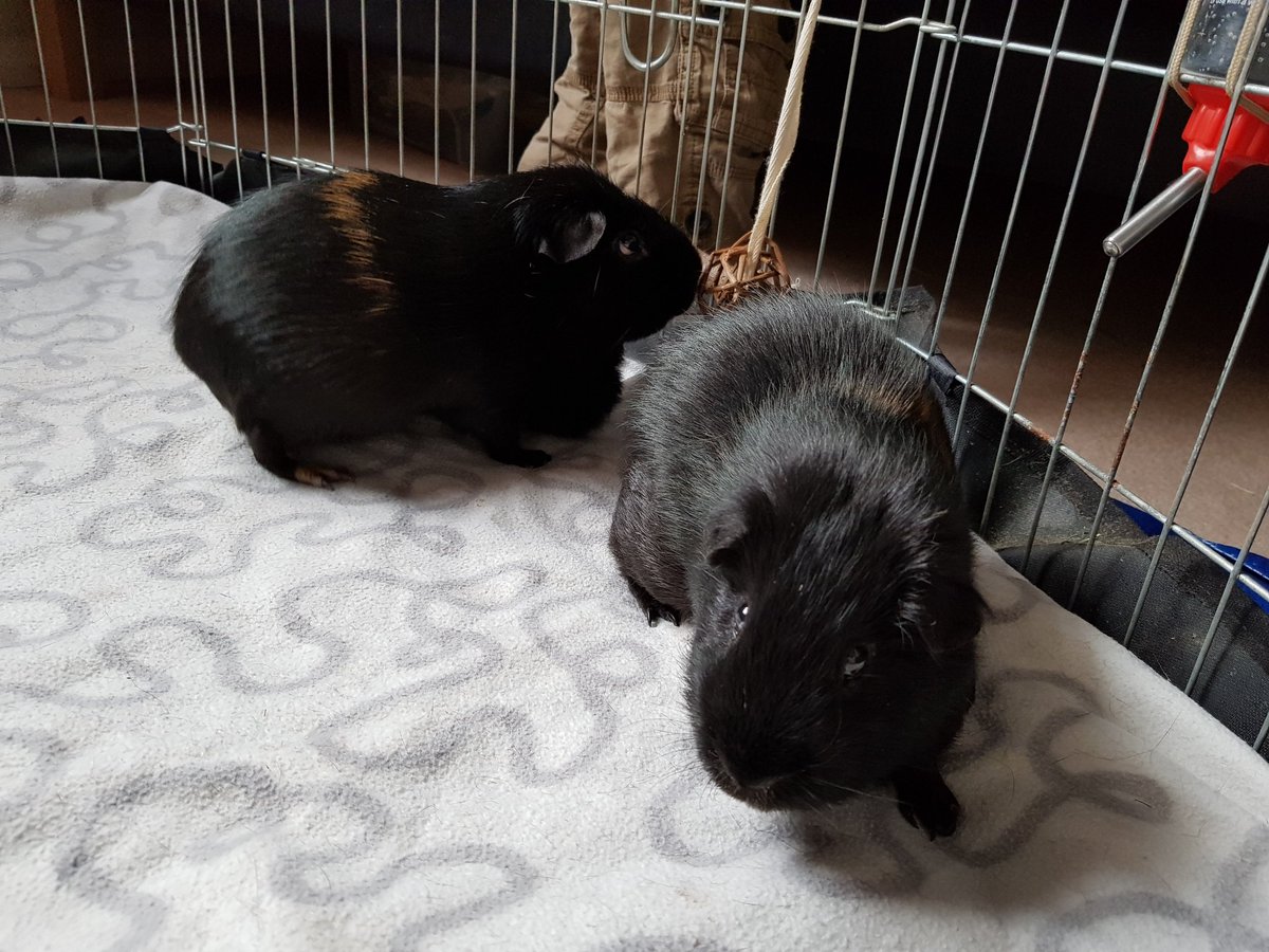 fluffatrons's tweet photo. Clean run time #guineapigs https://t.co/sh5egGNv96