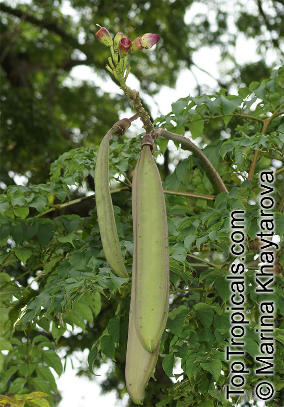 toptropicals's tweet photo. #Oroxylum indicum is a night blooming tree. The tall flower spikes begin their bloom cycle in a brilliant purple-red color turning to yellow as the flower ages. The long podded fruits looking like dangling sickles or swords. https://t.co/coUT6vTEtD #tropicalplant
#SaturdayMorning https://t.co/PNKmZaZ9N0