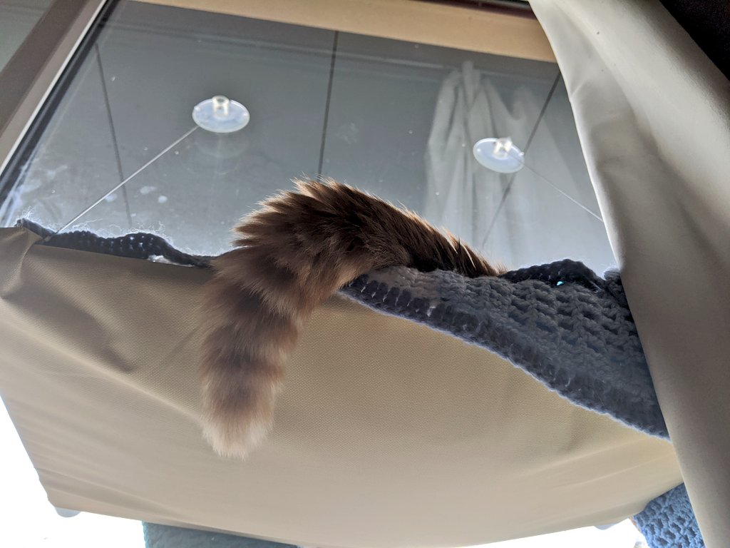 Bilbo's tail drapes dramatically over the edge of his suspended window bed. He's snoozing sleepily!