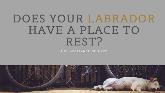 tailssuccess's tweet photo. Article on the importance of having a safe place to sleep just released on our free facebook group - you will find the link in our bio.
#labrador #labradorretriever #labsoftwitter #puppy #labradortraining #tailsofsuccess #sleepingdog #blog #dogblog #dogtraining #dogsoftwitter https://t.co/KIPOl9Sv2k