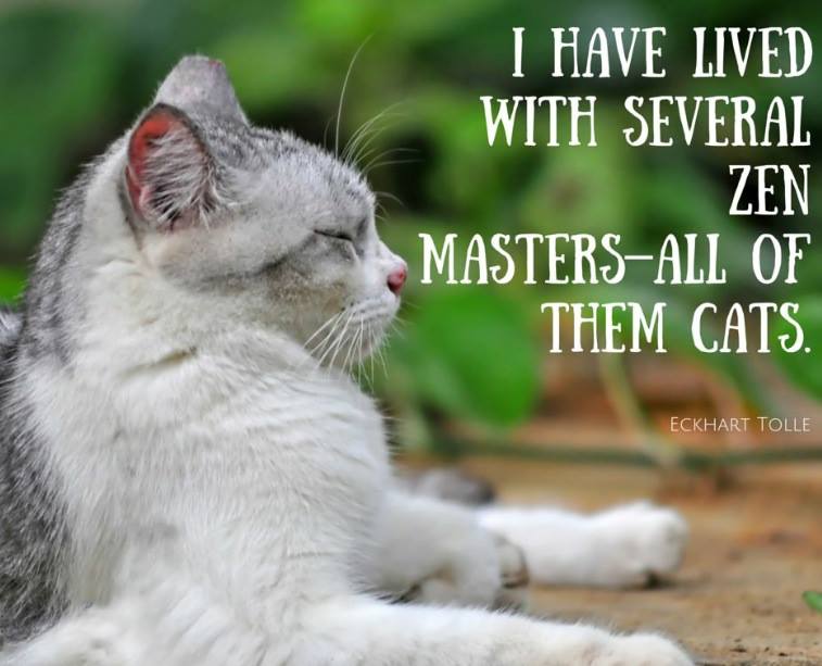 Happy Catursday!
#Catursday