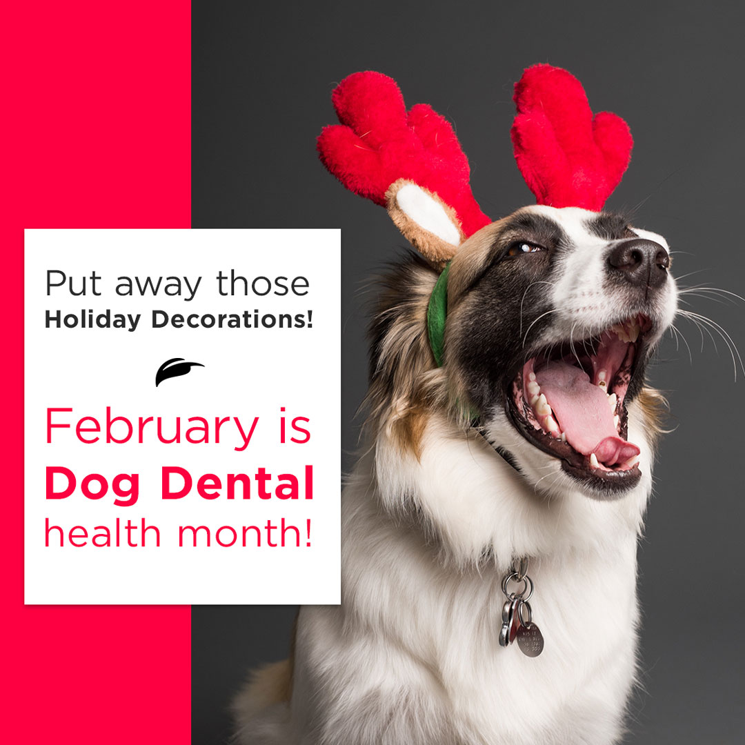trueleafpet's tweet image. Return the love to your dog and start a daily dental care routine. Check out True Leaf's Oil of Oregano Oral Care products with natural ingredients for your dog's healthy mouth.  #petdentalmonth #oreganofordogs