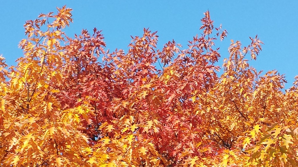 Claude Trudel On Twitter Quand Les Feuilles Du Chene Rouge Etaient En Feu Https T Co Cxqptndm6s Arbre Feuillu Chene Fagacees Automne Jardin Botanique Montreal Horticulture Https T Co Qjdzqv63ps