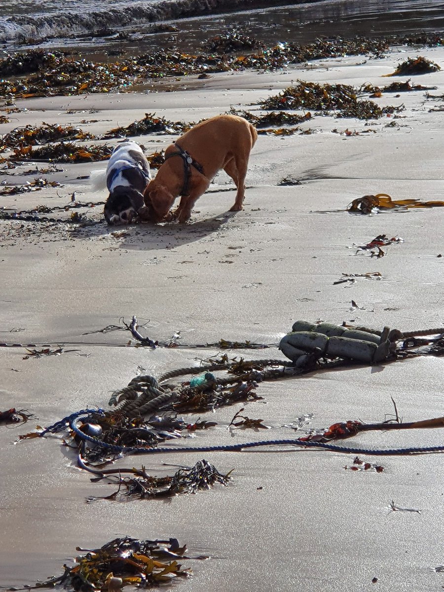 Freddie George Lilly & Rudi (@cavvypoos) | Twitter