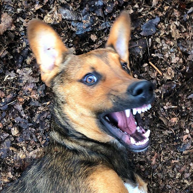 kdowney357's tweet photo. Smile for the camera, Sven! 
#puppy #rescuedog #happydog #dogsofinstagram #dog #doglover #sven #quitefetchingllc https://t.co/kk2mXrMb72