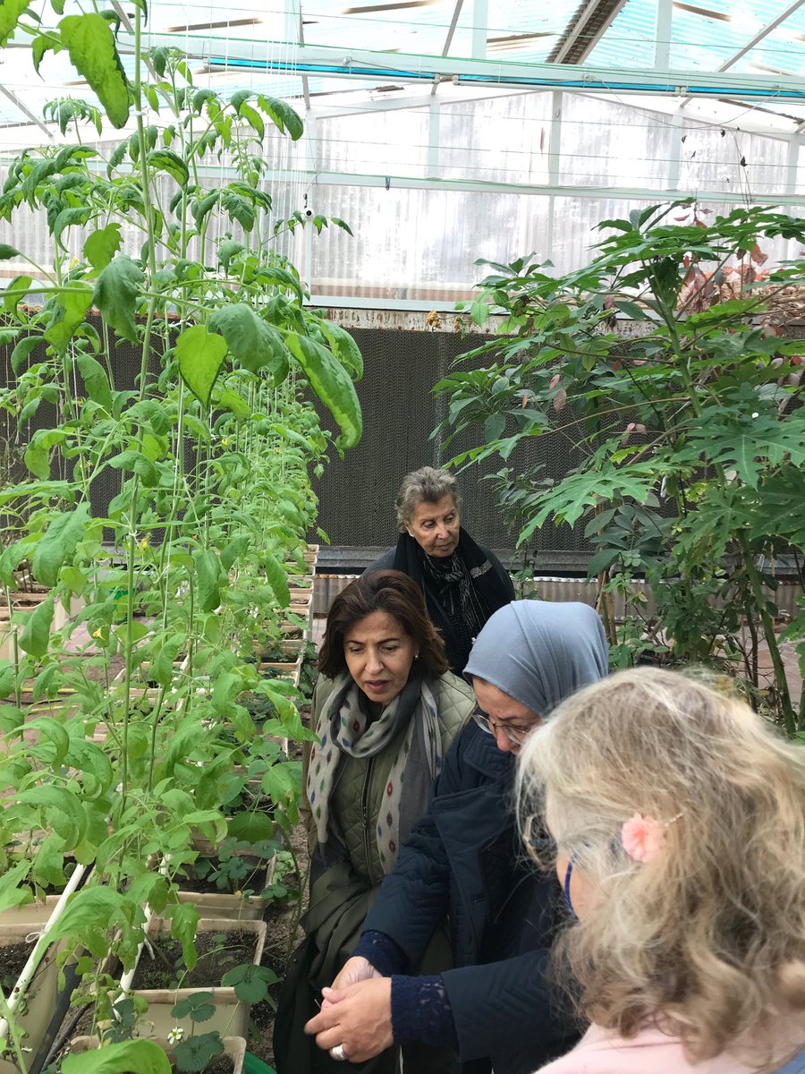 mhdport's tweet photo. Pioneering project for greening #Shamiya at #Community #Greenhouse with support from local kids and #YouthPublicAuthority - open to all every Saturday from 10am. Highly recommended ! #Growmoretrees #hydroponics ⁦@ukinkuwait⁩ https://t.co/4HGSQfE4rp