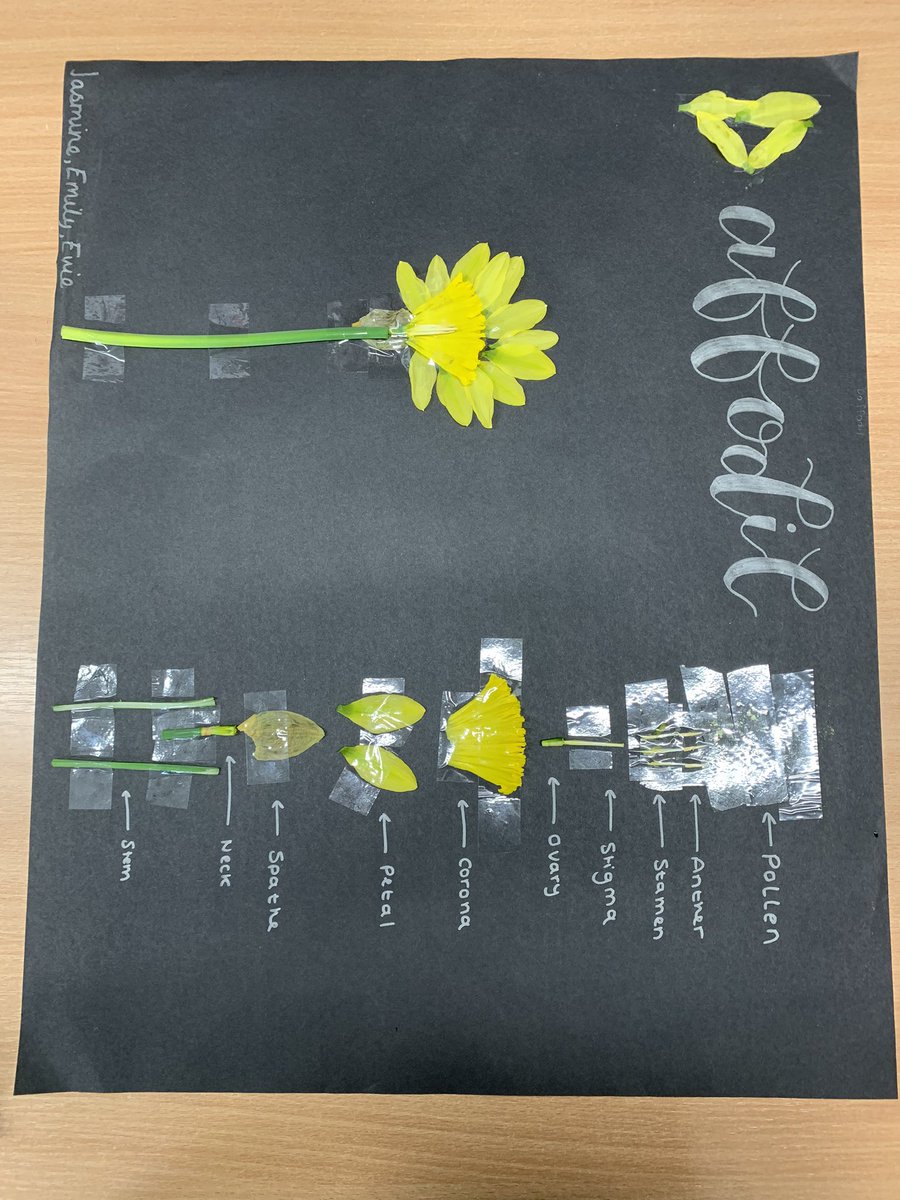 MissJBeestonEHU's tweet photo. Me, @MissRobEHU and Miss McAinsh created this diagram of a dissected daffodil together yesterday. Lots of fun ☺️🌼 https://t.co/xtllj4dnTF