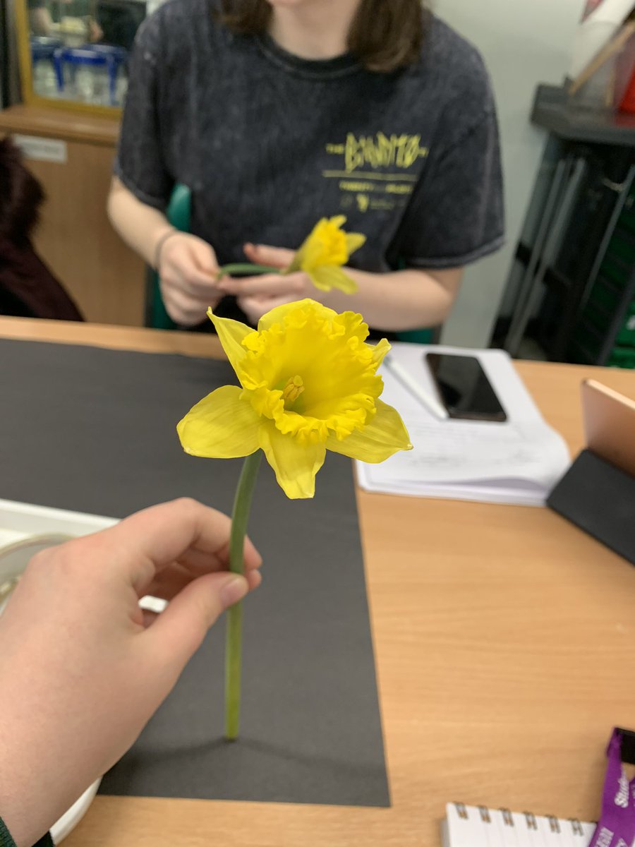 MissJBeestonEHU's tweet photo. Me, @MissRobEHU and Miss McAinsh created this diagram of a dissected daffodil together yesterday. Lots of fun ☺️🌼 https://t.co/xtllj4dnTF