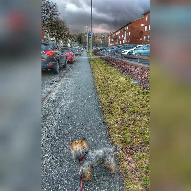 AndersSporring's tweet photo. Ture #theyorkie ghe sidewalk and the clouds! #ture #yorkie #dog #clouds #weather #february #2020 #mobilephotography #motog6plus #motography #filter #snapseed #hdr https://t.co/XEmXDEanZz