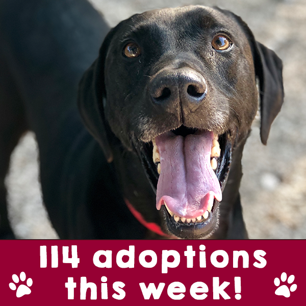 HumaneTampaBay's tweet photo. #SaturdaySmiles: 114 animals at the Humane Society of Tampa Bay found their forever homes this week! 😍🐾💗

Looking to find your new best friend? Visit our website https://t.co/PqEnx1XaGu and come see us! Don't forget to encourage everyone you know to #AdoptDontShop!

#WeAreHSTB https://t.co/Zi153dNGxh