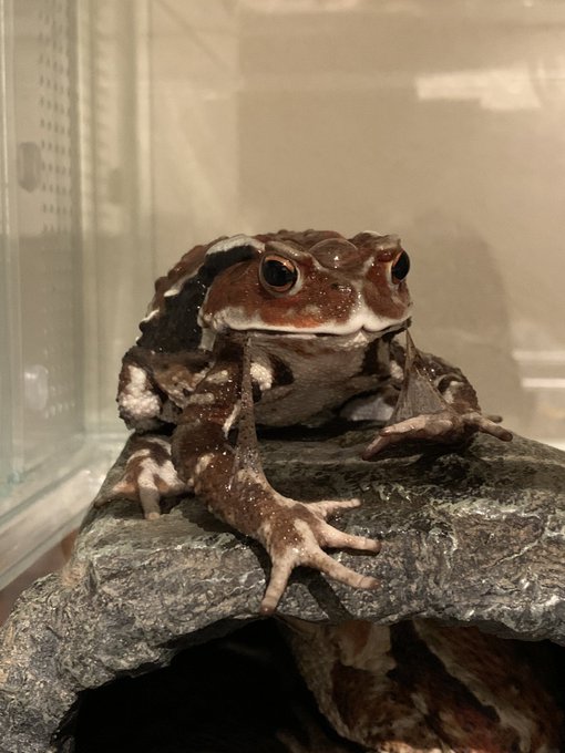 脱皮のtwitterイラスト検索結果 古い順