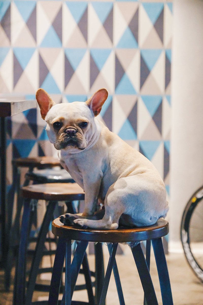 peemwong's tweet photo. มาหาพี่กะปิ พี่มาลี 🐶
#coffeegapi #cafehoppingbkk https://t.co/lMSr34IHLZ