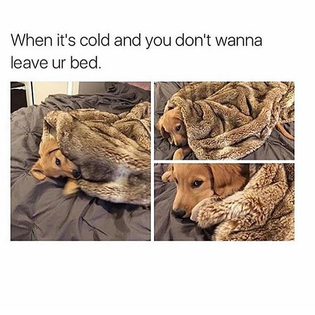 PhilosophyofDog's tweet image. Me in #winter! (via #Barkpost) #DogsofTwitter #DogMom #DogDad #AdoptDontShop #LoveDogs #DogLife #Cozy