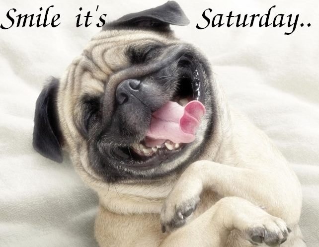 OverwatchK9's tweet photo. Happy Saturday Everyone!  Hope you have a great day full of smiles! https://t.co/ZR8OUzScem