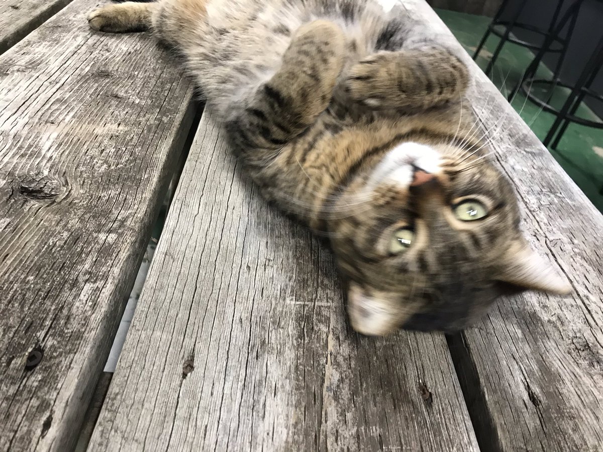 dpyette7's tweet photo. River Road Brewing &amp; Hops  #brewerycatgracie https://t.co/YaIKV0YvUa