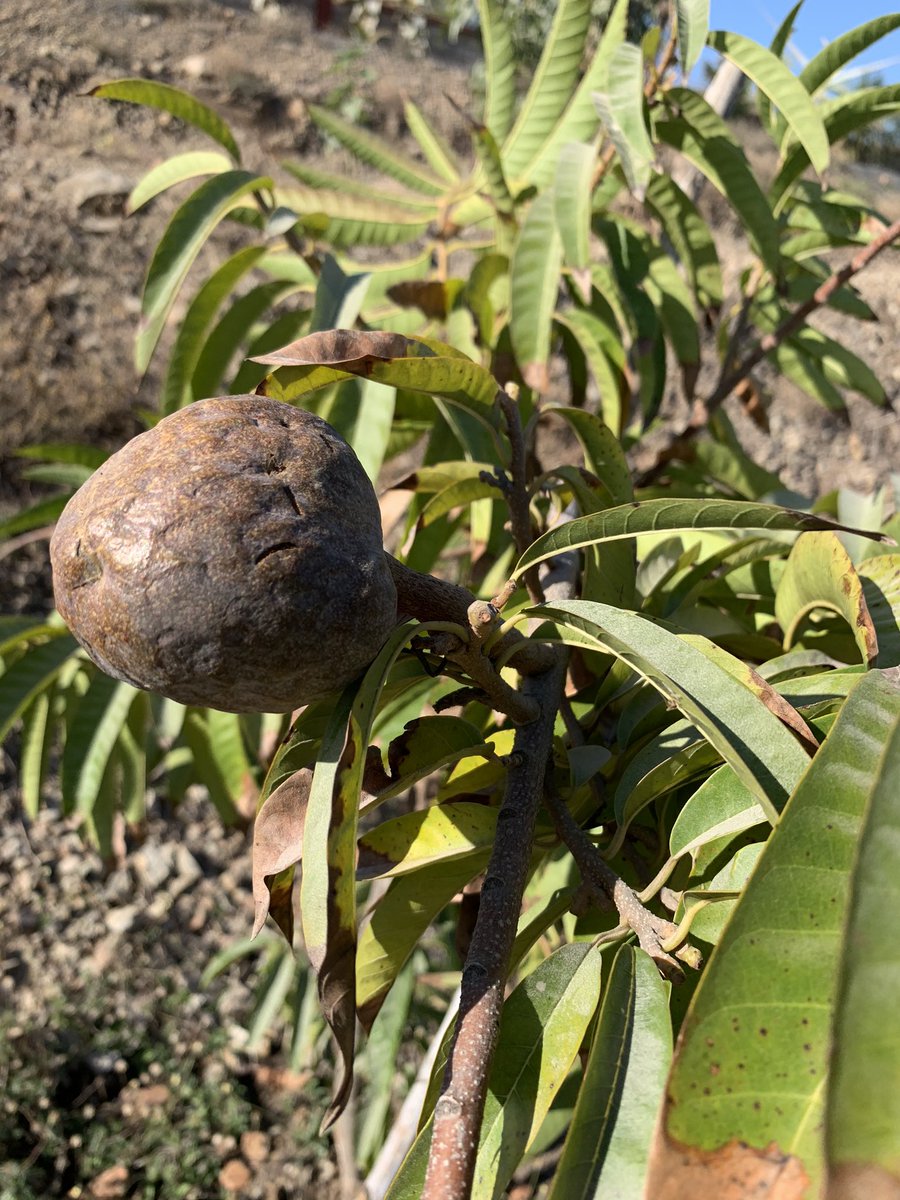 Annona Rituculata Fruit/Wild Sweetsop/ રામફળ  #First  #AtFarm 