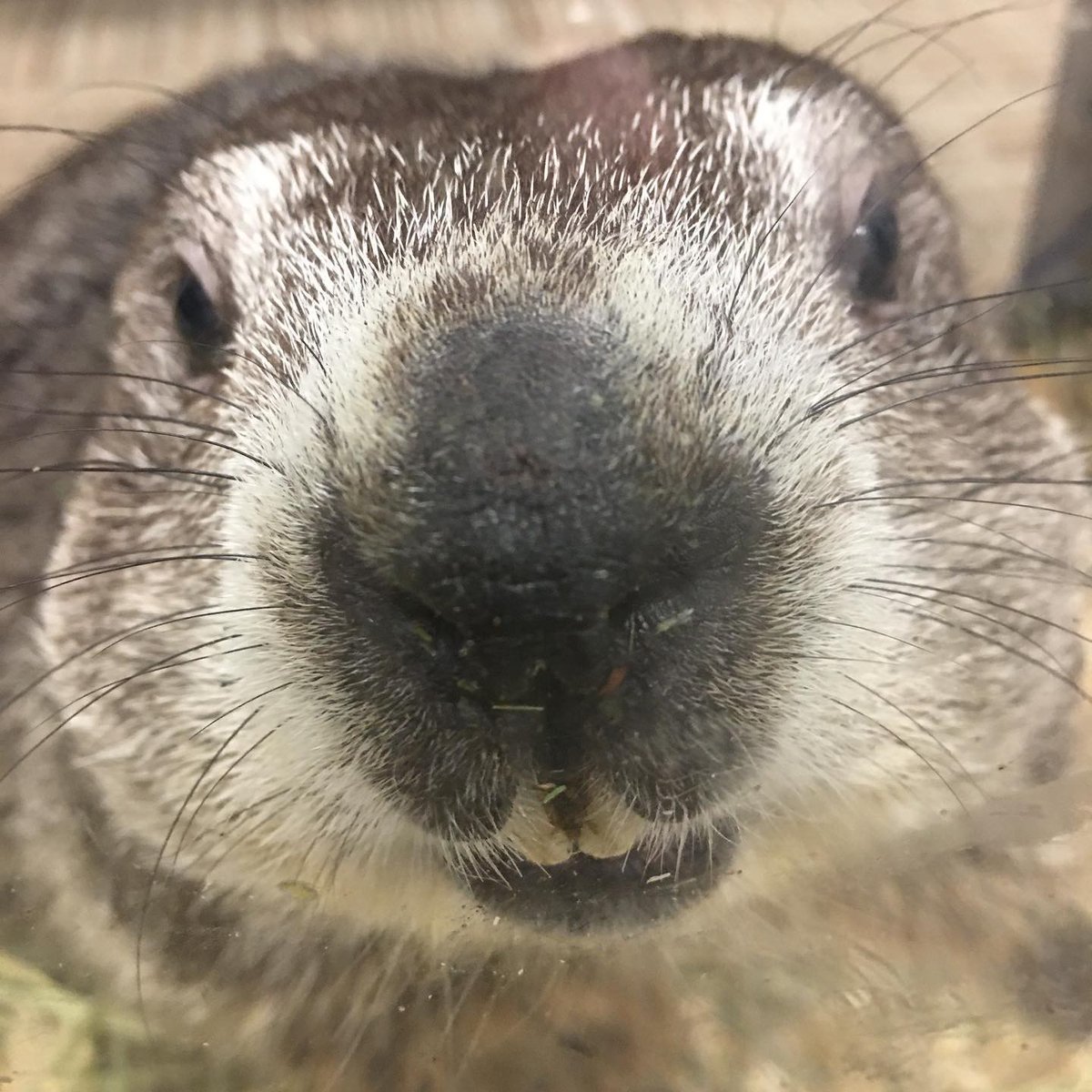 Punxsutawney Phil may not see his shadow tomorrow but it doesn’t  mean #EdCampMagic2020 comes early!  Register at eventbrite.com/e/edcampmagic-… for our event on 6-6-20. *photo credit <a href="/punxsyphil/">Diego</a>