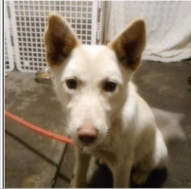 タコちゃん 北海道迷子 北海道迷い犬 迷子 迷子犬情報 迷子犬 迷子犬 迷子犬の掲示板 里親募集犬 里親様募集中 里親様募集中