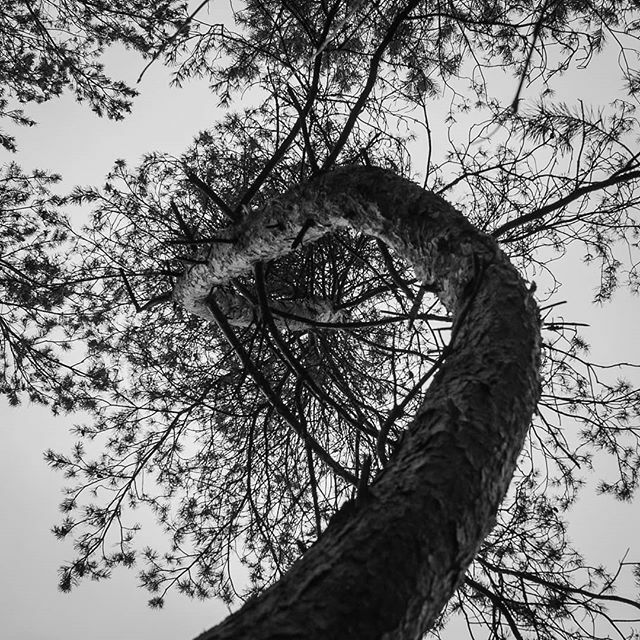 nick_kharchenko's tweet photo. Inspired by #semiosis novel by #sueburke https://t.co/tSs3kVK58X https://t.co/a1s6IWDYyf