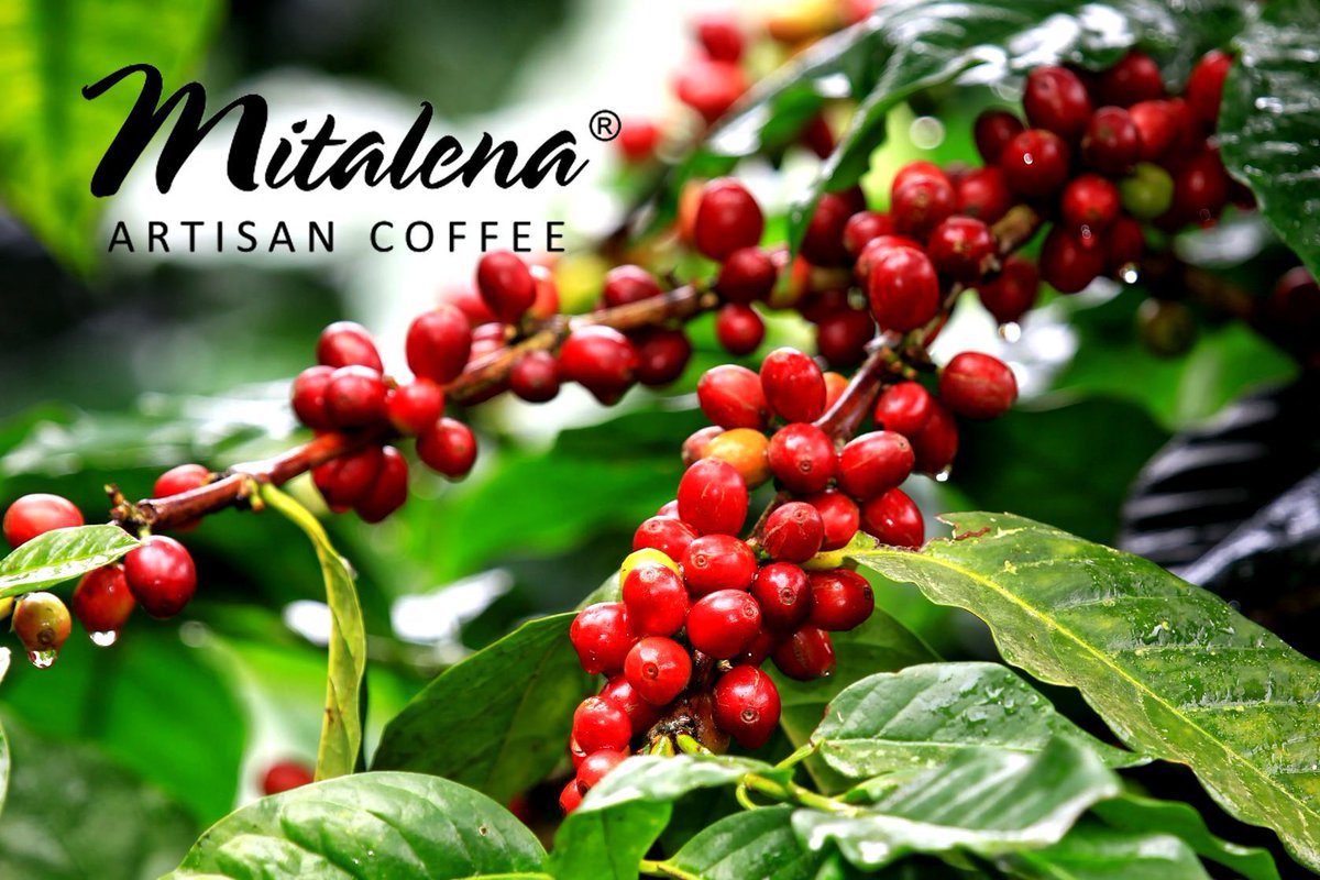 MitalenaCoffee's tweet image. Houstonians – do you buy your coffee from a local Houston coffee roaster? We have a huge variety of beans available, and we’ll custom roast them exactly how you like them. 

buff.ly/2Ij8caQ
#localroasters #localcoffeeroasters #supportlocalroasters #yourlocalroasters