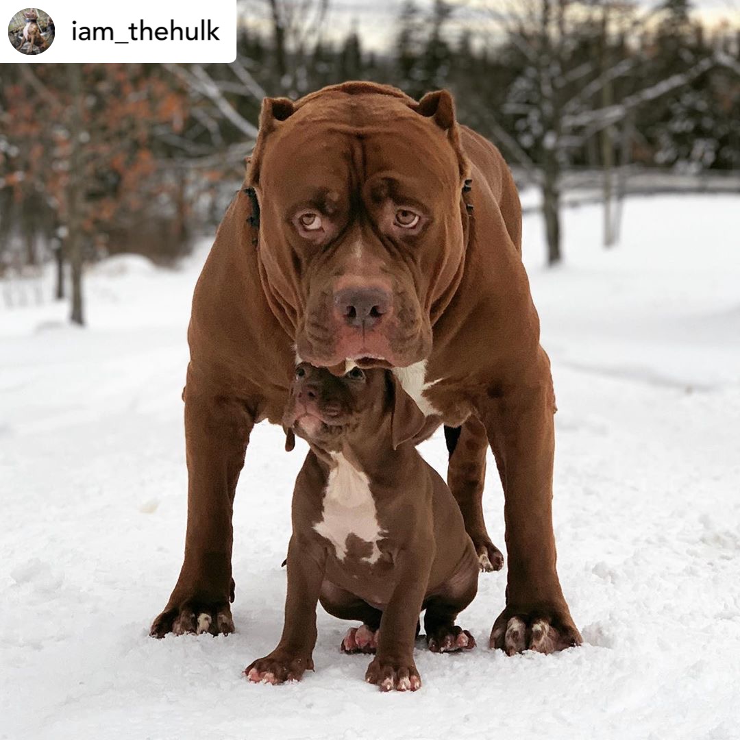 #repost @iam_thehulk
🥰 my lil girl 🦍 you won’t dare 😳
•
Who can resist a cute father daughter photo???
•
•
•
•
•
•
•
•
•
#winter #doggo #cute #puppy #fatherdaughter #love #familyphoto #precious #pitbull #wizsmart #petix #dogtraining