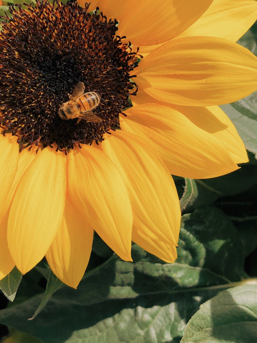 aussiebees1's tweet photo. Want to Help Save The Bees? Start Planting Flowers in Your Yard. Bees are dying at an alarming rate and we need them on our planet more than you might think. They are responsible for pollinating around 30% of the world's crops and 90% of all wild plants #Bees #aussiebees #Flowers https://t.co/Fb9fyQdMjT