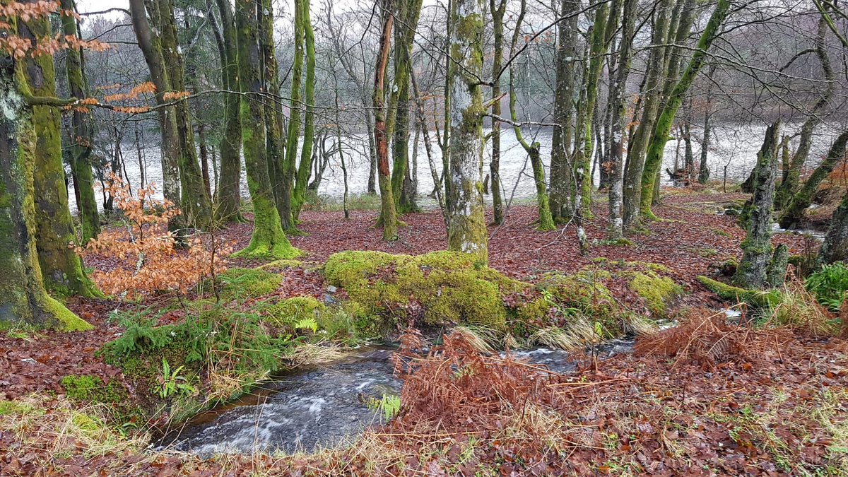 outdoorsforyou2's tweet image. Fantastic 10k trial running this morning at #Kinlochard. We will have some upcoming trial running events soon. #trialrunning #nature 
#RecconctingPeopleAndNature