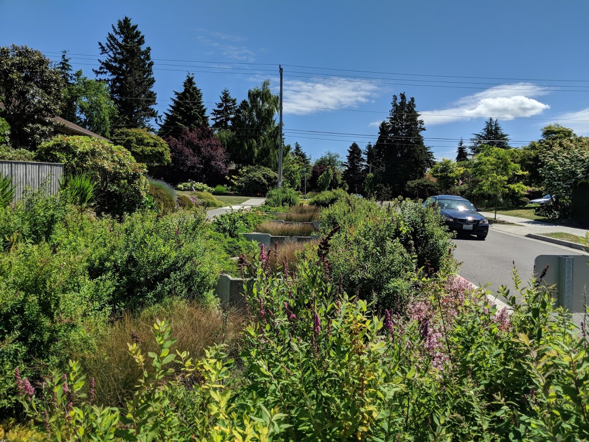 When spring/summer comes, this street becomes greener. It calms the community and environment in a different way.