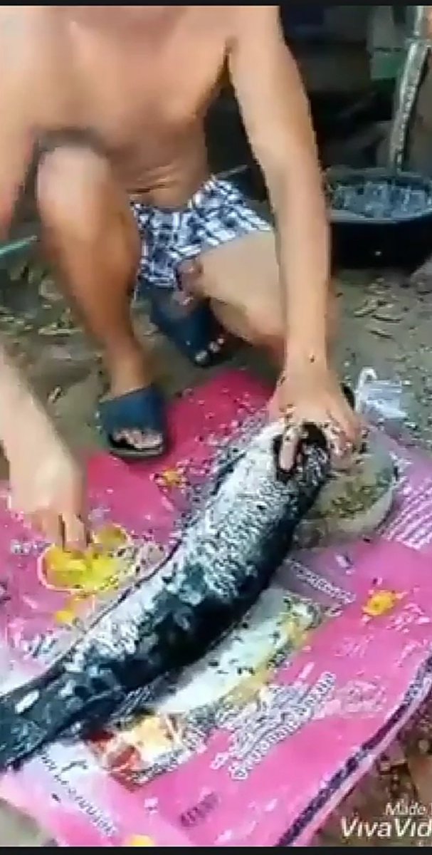 Altereret's tweet photo. Laki ng isda RT for the video. https://t.co/awCtnrrKpH