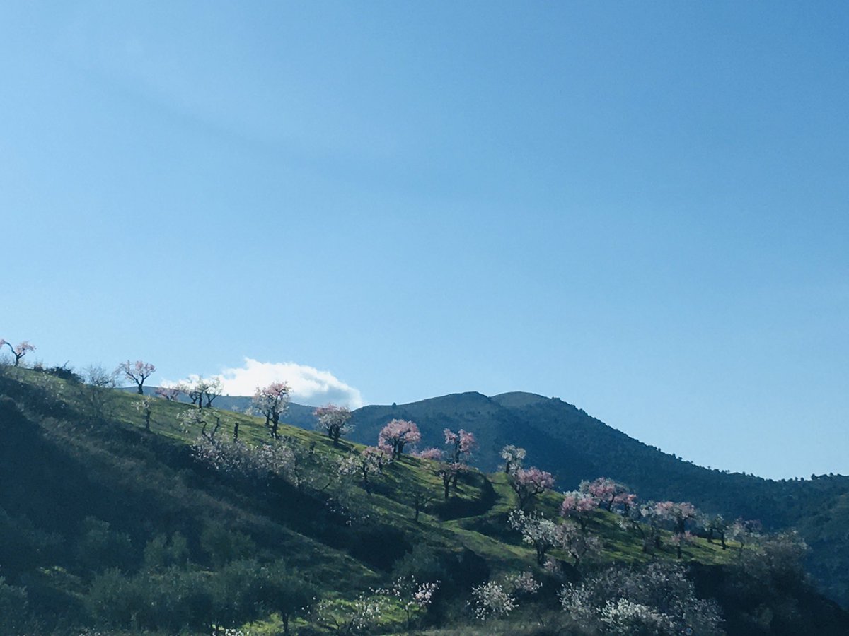 Los #almendros ya están en #flor en la #Alpujarra de #Granada. Estos son de la ladera izquierda del río Guadalfeo que va seco.  <a href="/masquegrana/">Más turismo Granada</a> <a href="/PlanesGranada/">GRANADA</a> <a href="/turgranada/">Turismo Granada</a> <a href="/granadaturismo/">Granada Turismo</a> <a href="/GranadaCTours/">Granada Cultural Tours</a> <a href="/granadaocio/">Granada Cultura y Ocio</a> <a href="/hola_granada/">holaGranada</a> <a href="/megustagranada/">Me Gusta Granada</a> <a href="/Guia_Cool/">Guia</a> #montaña #mountain