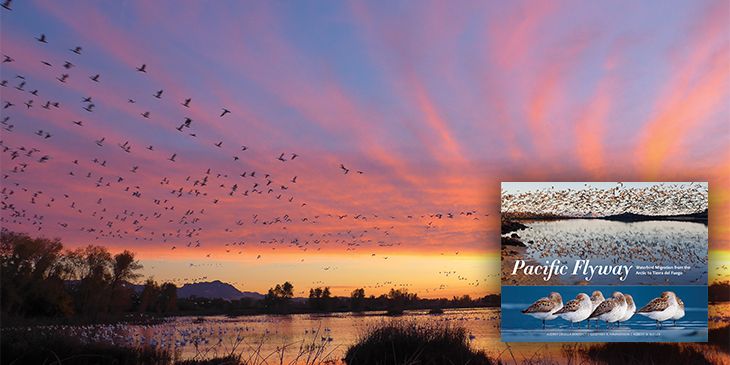 birds migrating during sunset with an inset of the cover of the book pacific flyway