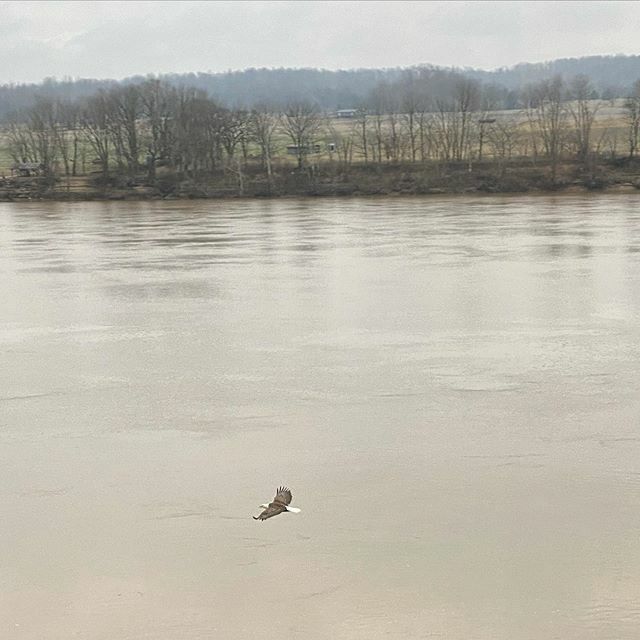 sparky003's tweet photo. 🦅 #baldeagle #photoexpert😂 #America https://t.co/5ZDEmy5Db2 https://t.co/F1X7ZvQWhZ