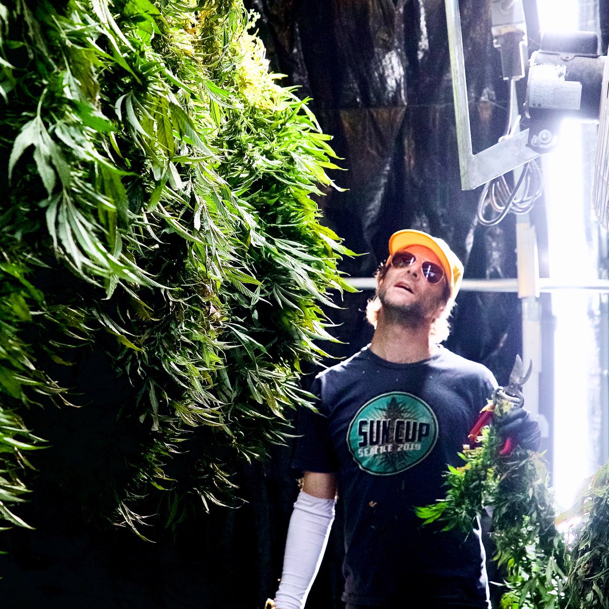 PuffinFarms's tweet photo. Ben, trying to figure out where to hang the next branch. ๐ค๐ฟ๐จ๐๐
.
๐ธ: @DavidGoodmanPix
.
#HangingCannabis #DryingCannabis
#PuffinFarm #420Farmer #sungrown #Cannabis #CannabisFarm #CannabisFarmer #PotFarmer #PotFarm #THC #CBD #Terps #CannabisPhotography #Cannatography https://t.co/m8SfSQPm9W