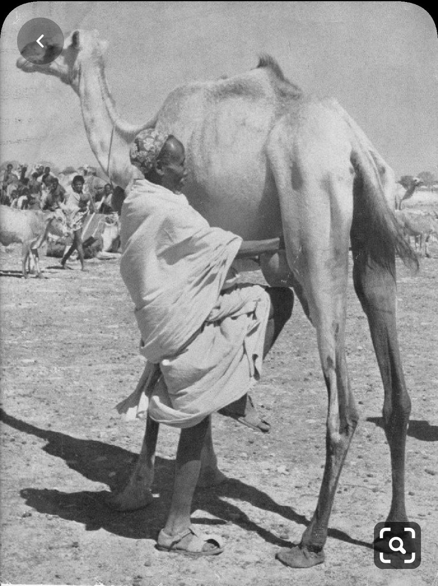ColorSomali's tweet photo. A Somali nomad father, milking his camel. Picture taken mid 1950s  #Somalia #Somali_history_in_color #hargeysa #mogadishu #berbera #galkacyo #kismayo #garowe #baydhabo #jowhar #beledweyn #SomaliHistory https://t.co/YIiVoWg0Xv