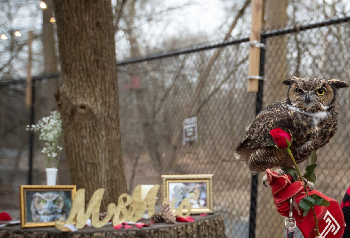 💝 #ValentinesDay is right around the corner. Give your loved ones the best gift of all -- ME! 🦉 Get up close and personal with yours truly by purchasing an Owl Animal Encounter. ❤️

🎁 Gift Guide: elmwoodparkzoo.org/valentines-day…