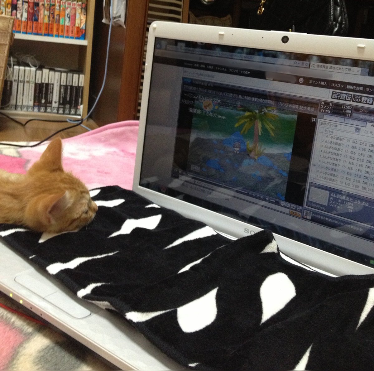 ネチコヤンだってテレビを見たい 画面に夢中な猫まとめ Togetter