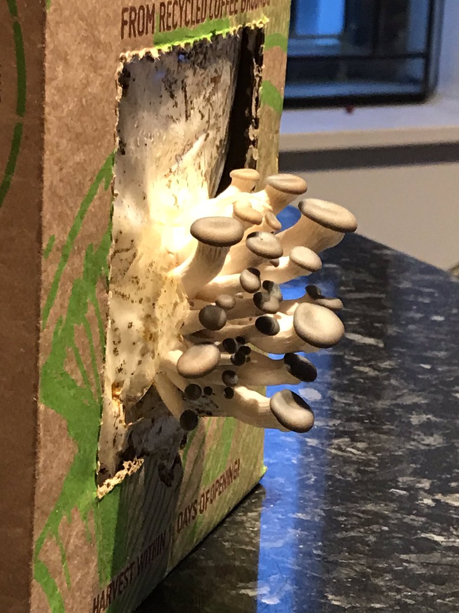 taniawjones's tweet photo. Day 2 of growth!!! Excited for home grown oyster mushrooms ð Thanks #grocycle #grocyclemushroomkit https://t.co/MdN4O6LjS9