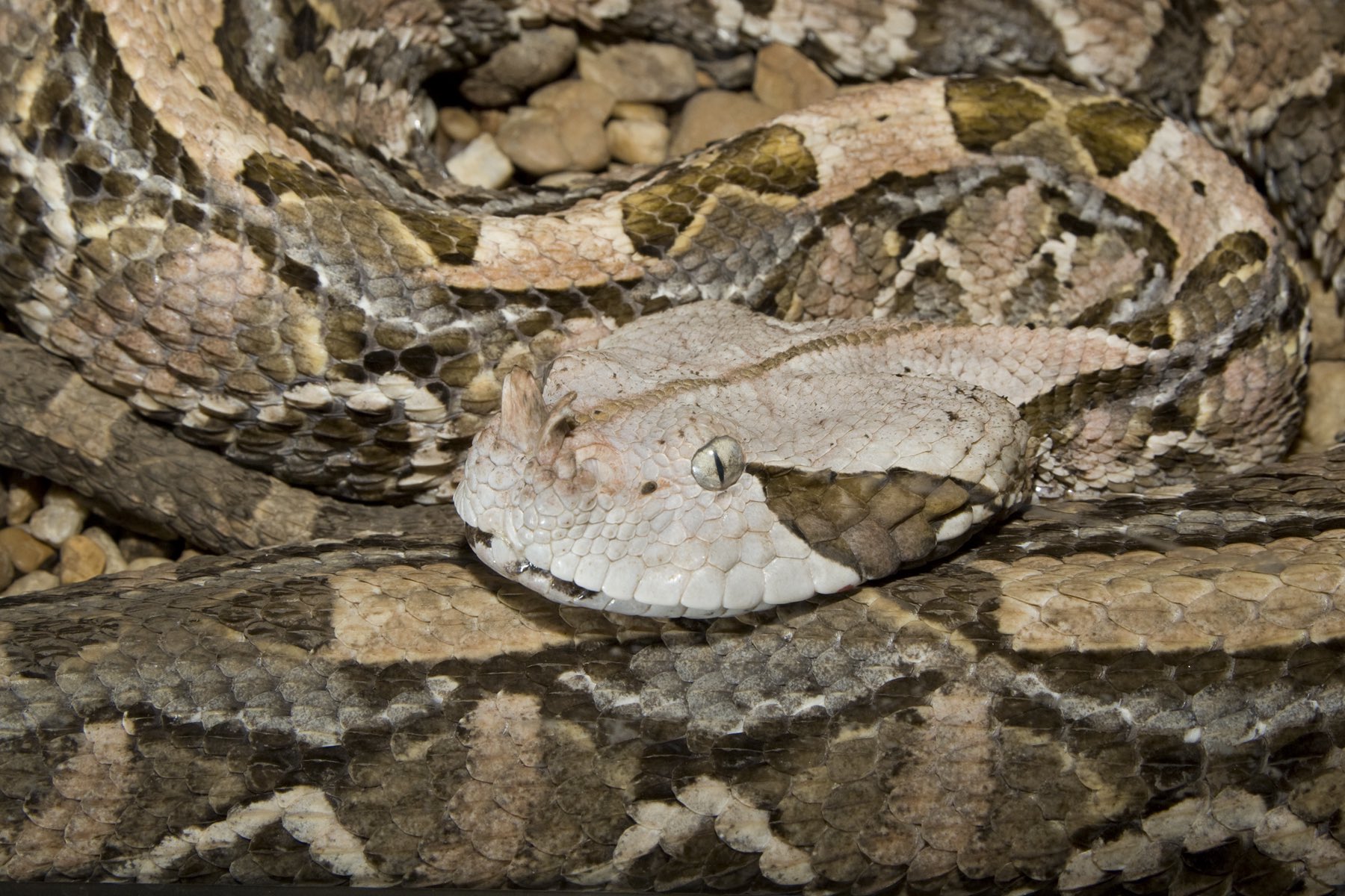 Gaboon Viper Bite gaboon-viper-bite