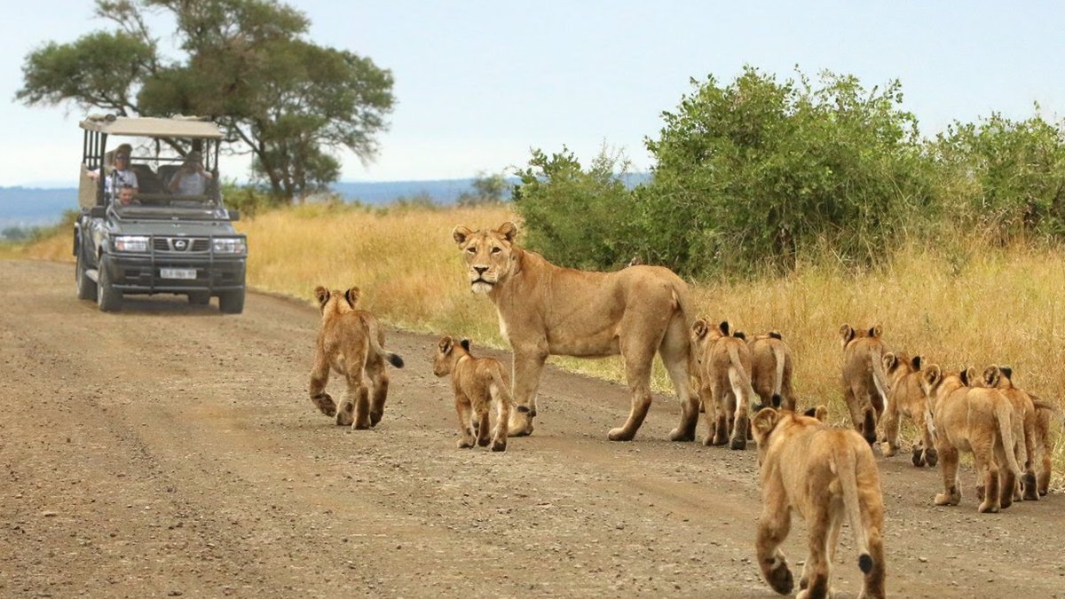 Anyone interested in visiting the magnificent Kruger National Park this year? Speak to Brendan Walsh aka "The Kruger Chauffeur" for some REAL insider recommendations for your safari. He is HIGHLY reccomended. His website is thekrugerchauffeur.co.za
